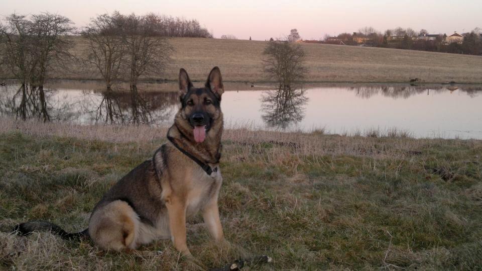 Schæferhund Bella - Bella Ude At Gå billede 3