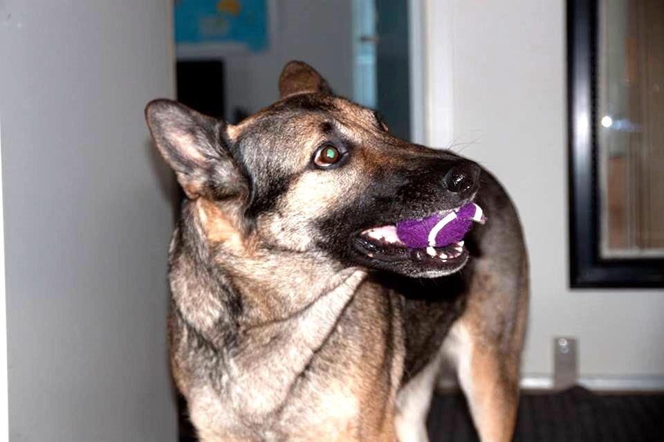 Schæferhund Bella - Søde Bella Der Leger billede 4