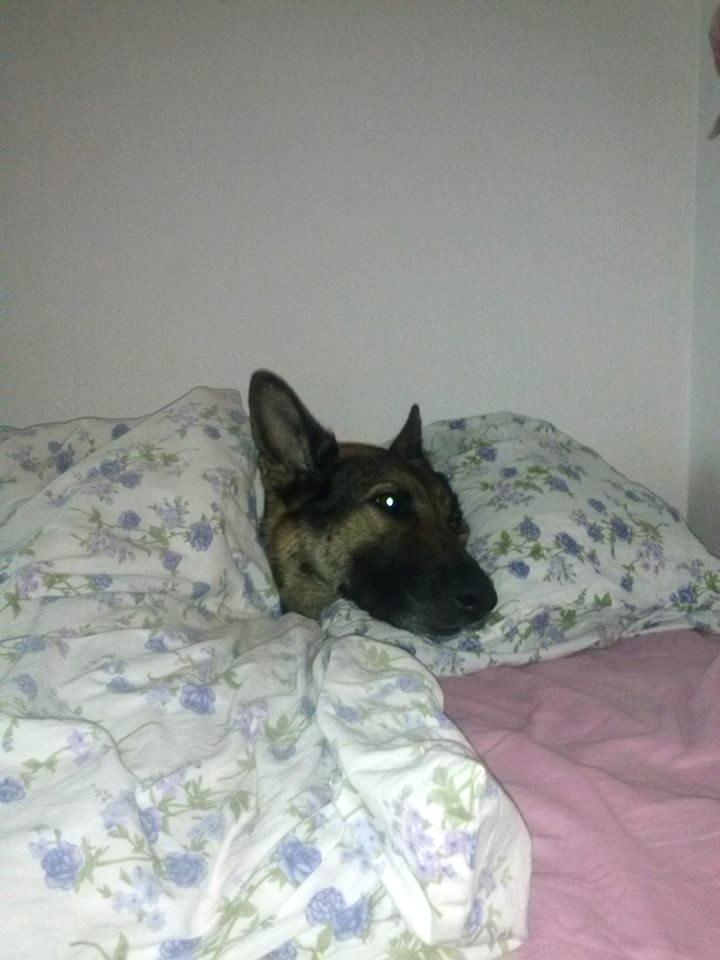 Schæferhund Bella - Bella Der Sover billede 6