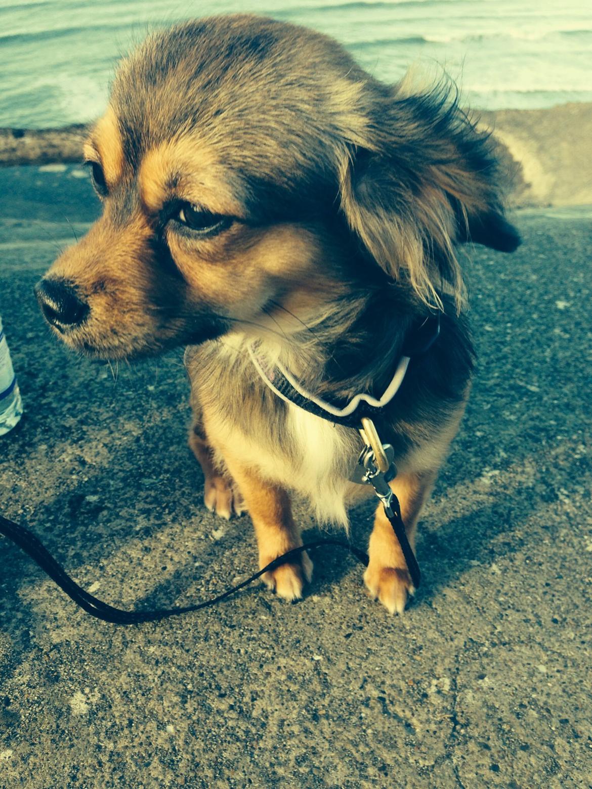 Blanding af racer Luna billede 2