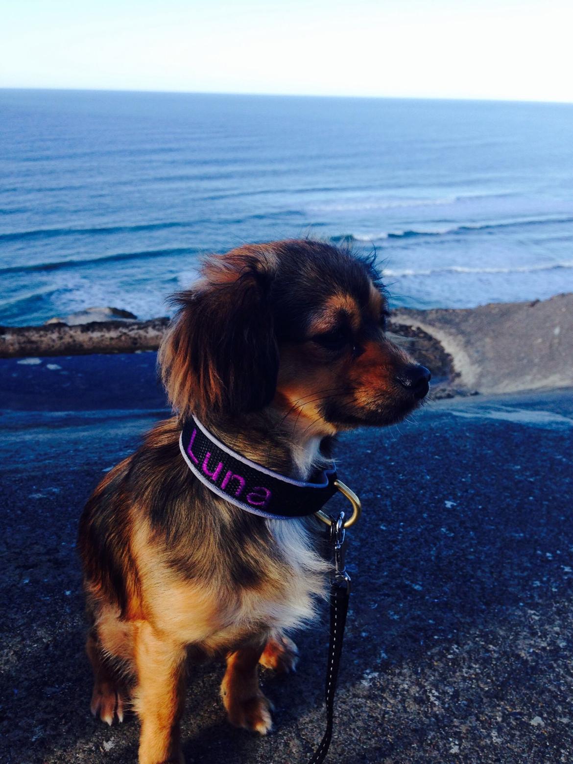 Blanding af racer Luna billede 3