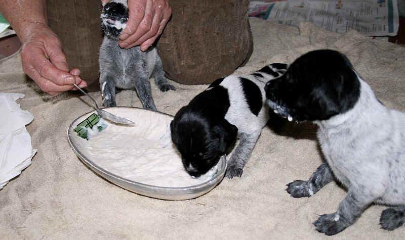 Ruhåret hønsehund Hjortlunds Eiko - Der læres at spise af skål. Eiko er den der selv spiser. Foto: Hjortlund.  billede 11