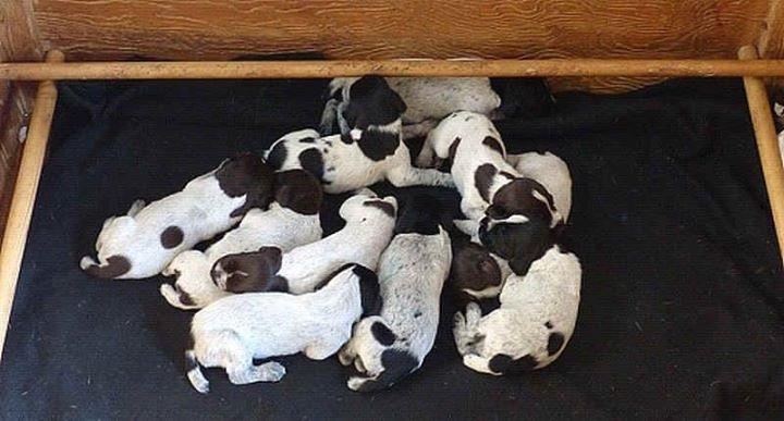 Ruhåret hønsehund Hjortlunds Eiko - 3 dage gamle. Foto: Hjortlund. billede 4