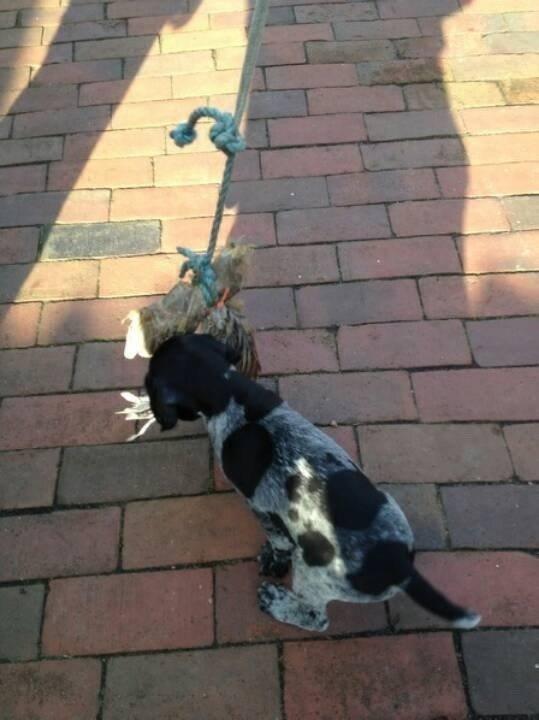 Ruhåret hønsehund Hjortlunds Eiko - Foto: LBJ. billede 7