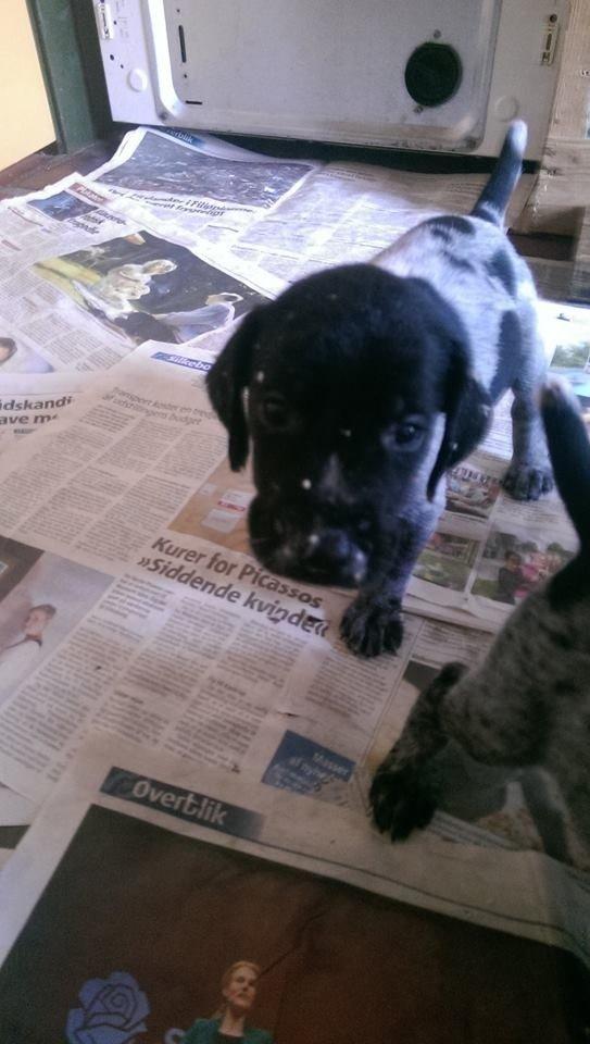 Ruhåret hønsehund Hjortlunds Eiko - Selv med havregryn i hele fjæset er vi søde. Foto: Mig. billede 8