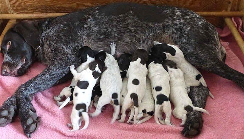 Ruhåret hønsehund Hjortlunds Eiko - 3 dage gamle, Eiko er den med flest pletter. :) Foto: Hjortlund. billede 10