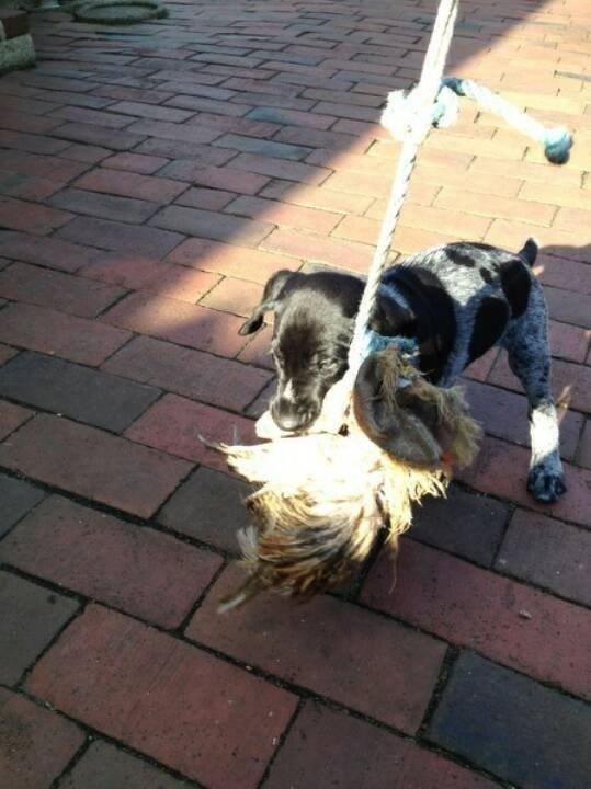 Ruhåret hønsehund Hjortlunds Eiko - Velkommen til Eiko's profil. :) Foto: LBJ billede 3