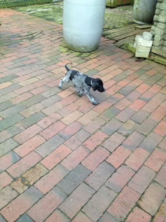 Ruhåret hønsehund Hjortlunds Eiko - Foto: mig. billede 12