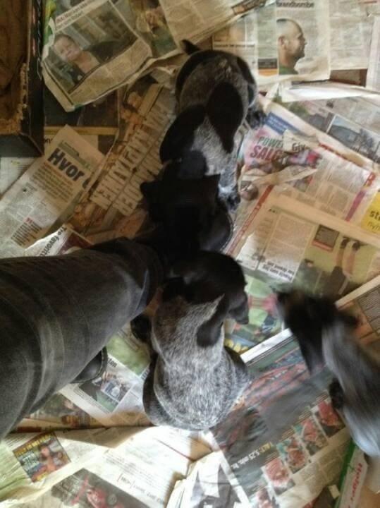 Ruhåret hønsehund Hjortlunds Eiko - Vi deles om at spise snørrebånd. Foto: LBJ billede 13