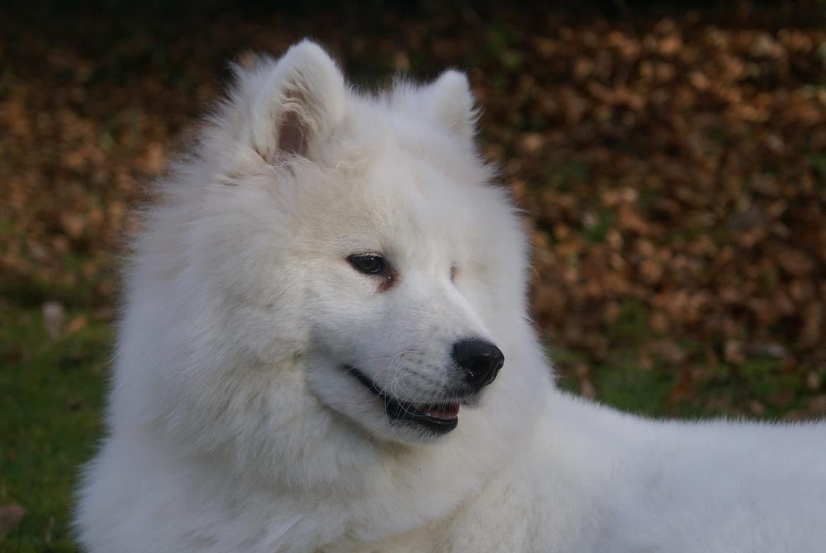 Samojedhund White Samara's Cool Chessie - 8 mdr. billede 38