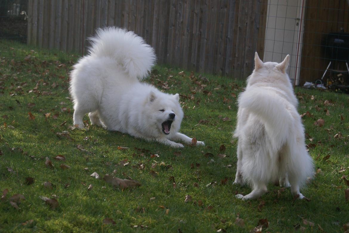 Samojedhund White Samara's Cool Chessie - 8 mdr. billede 37