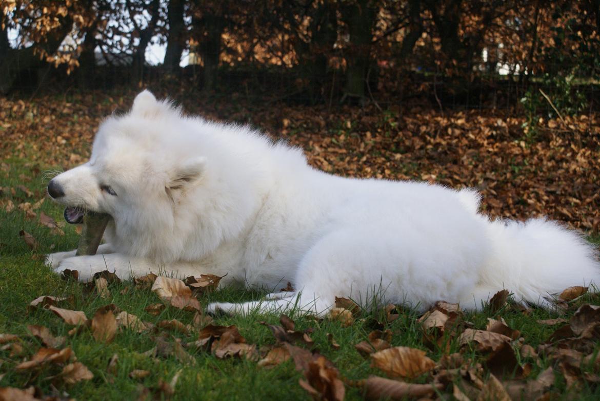 Samojedhund White Samara's Cool Chessie - 8 mdr. billede 40