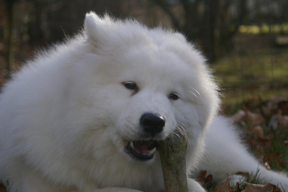 Samojedhund White Samara's Cool Chessie - 8 mdr. billede 4
