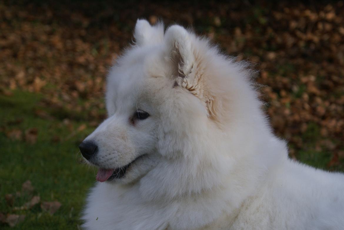 Samojedhund White Samara's Cool Chessie - 8 mdr. billede 39