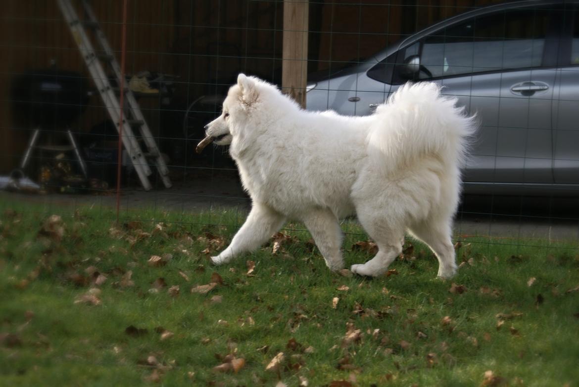 Samojedhund White Samara's Cool Chessie - 8 mdr. billede 32