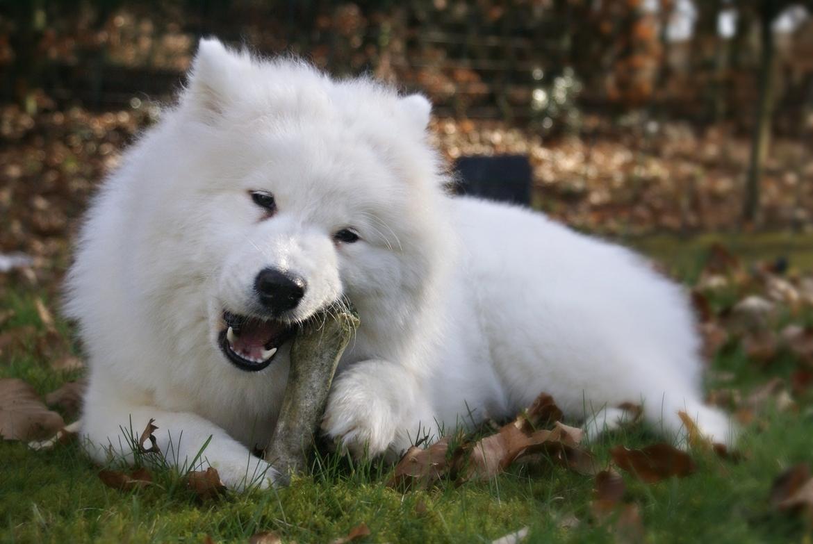 Samojedhund White Samara's Cool Chessie - 8 mdr. billede 25