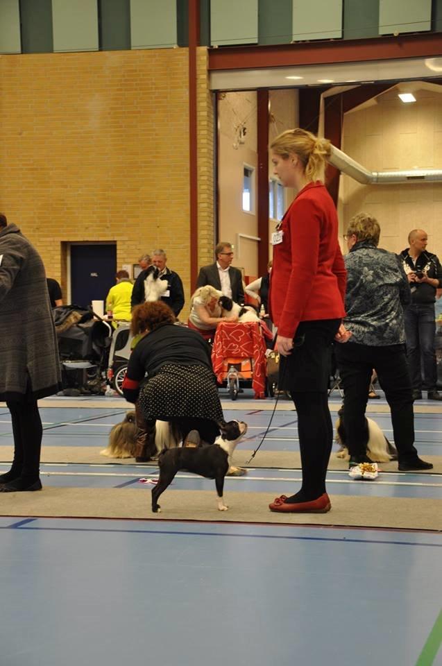 Boston terrier Beautiful Aya vom Greifenring - 2. bedste Baby tæve. strøby 2014 billede 30