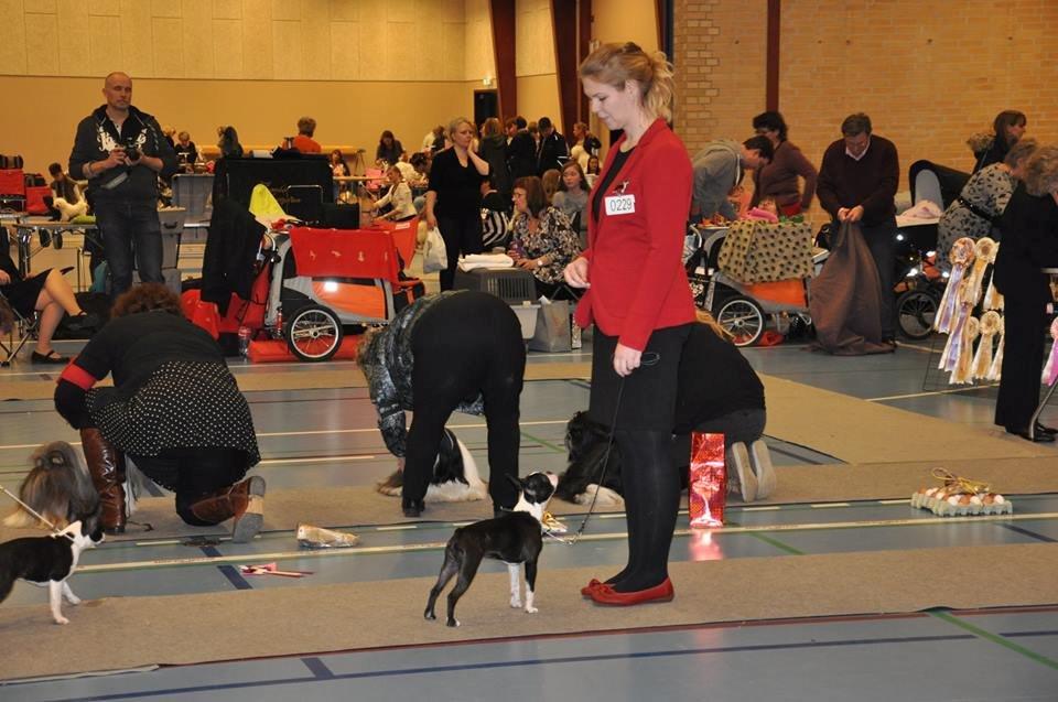 Boston terrier Beautiful Aya vom Greifenring - Aya 5,5 md. KSS strøby 2014 billede 31