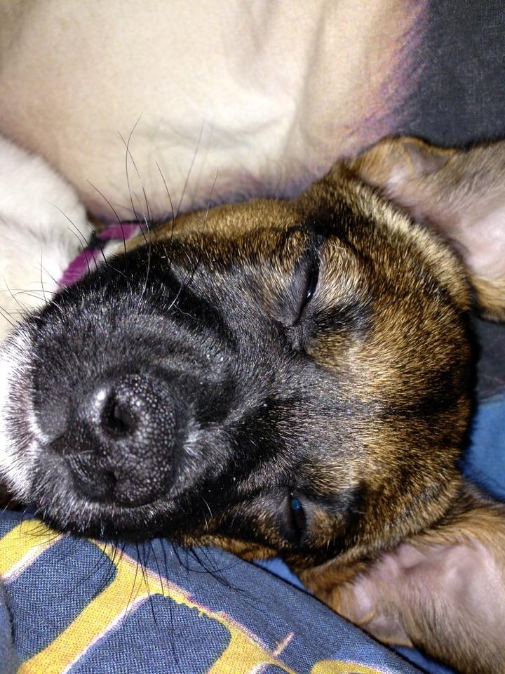 Blanding af racer Nellie billede 1