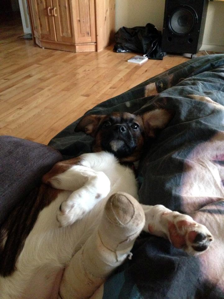 Blanding af racer Nellie billede 2