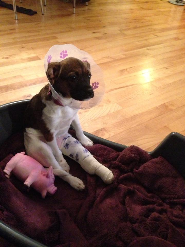 Blanding af racer Nellie billede 3