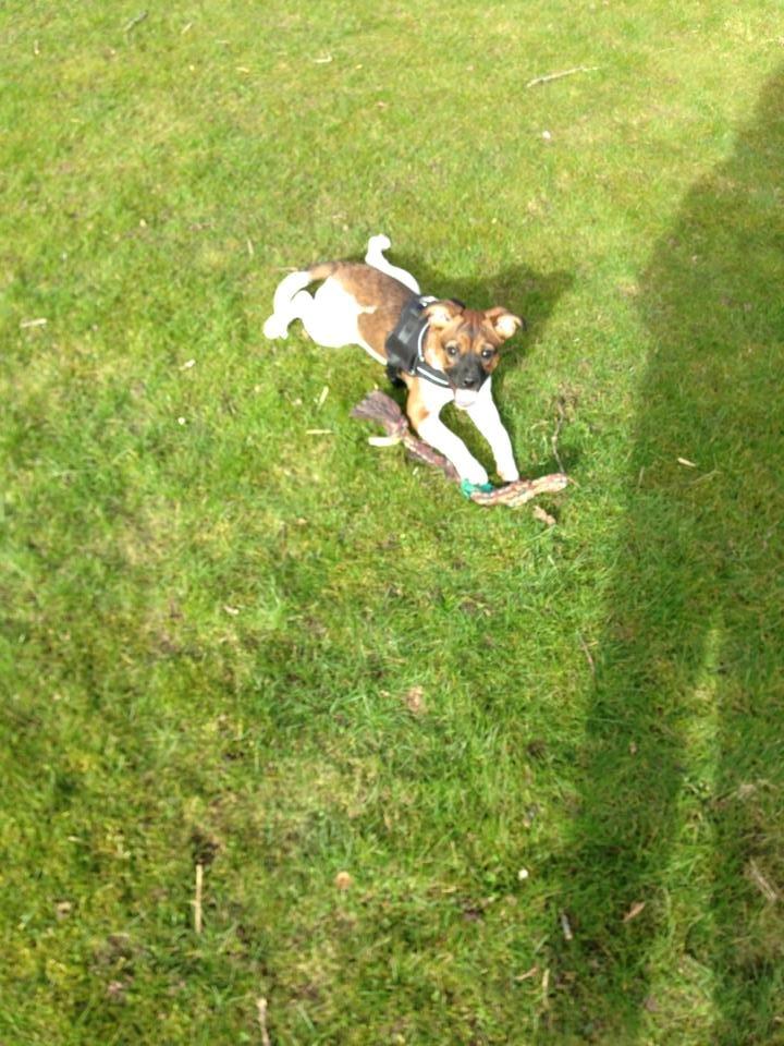 Blanding af racer Nellie billede 4