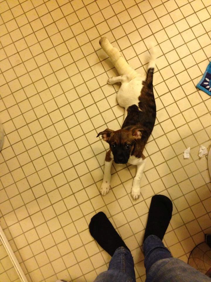 Blanding af racer Nellie billede 5