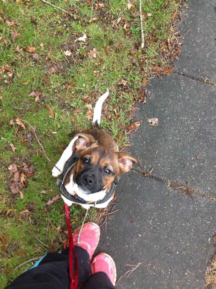 Blanding af racer Nellie billede 6