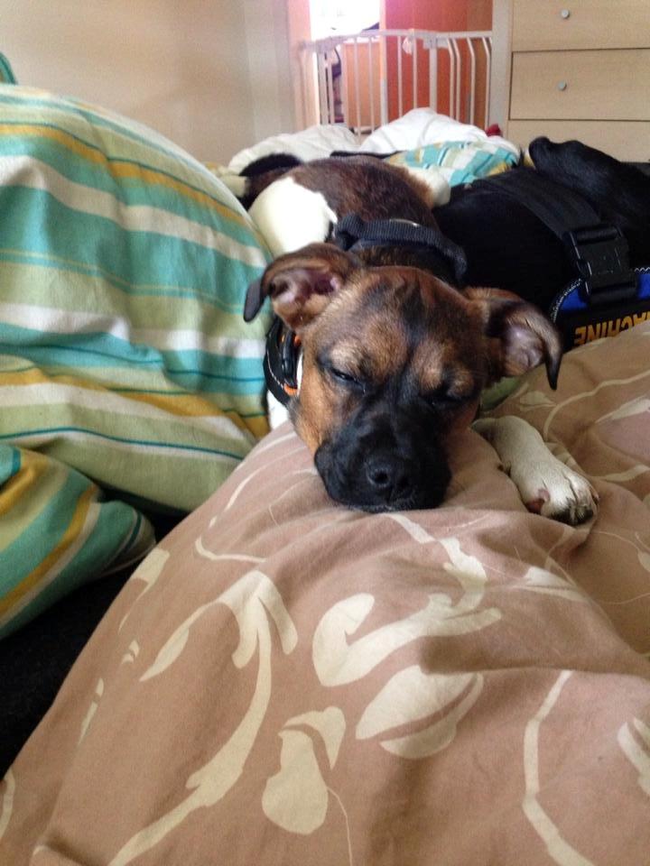 Blanding af racer Nellie billede 7