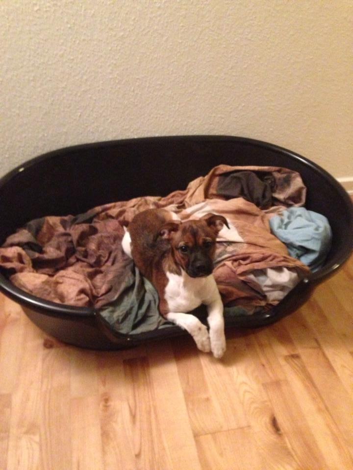 Blanding af racer Nellie billede 8