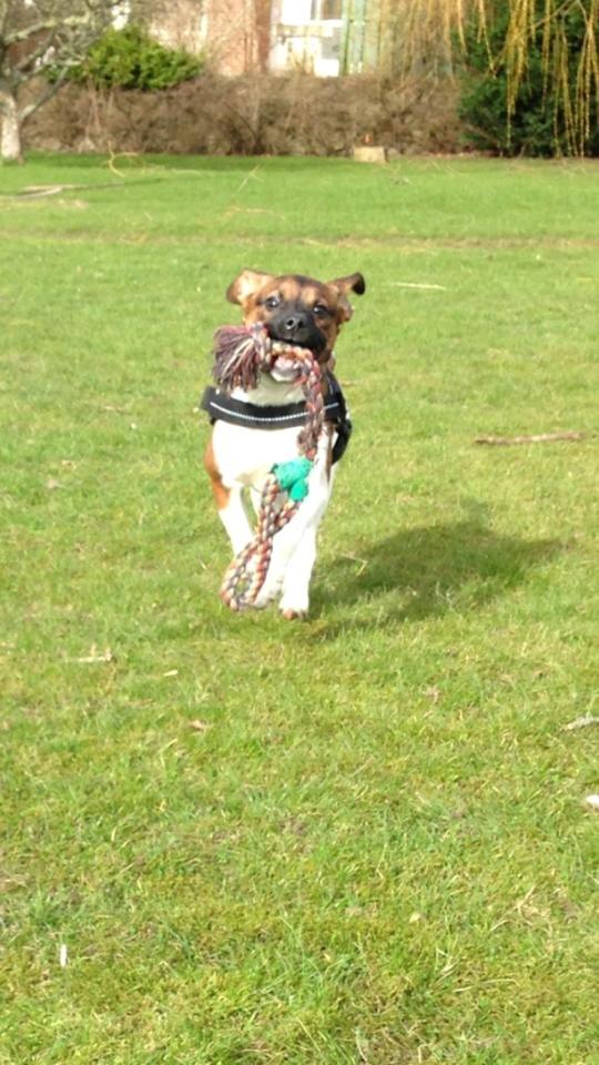 Blanding af racer Nellie billede 9