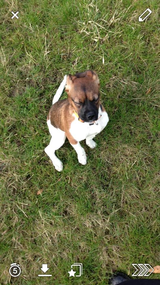 Blanding af racer Nellie billede 10