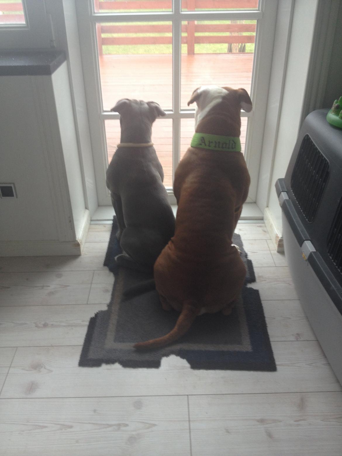 Olde english bulldogge GroovyBulls Marylin Monroe (Amiee) billede 12