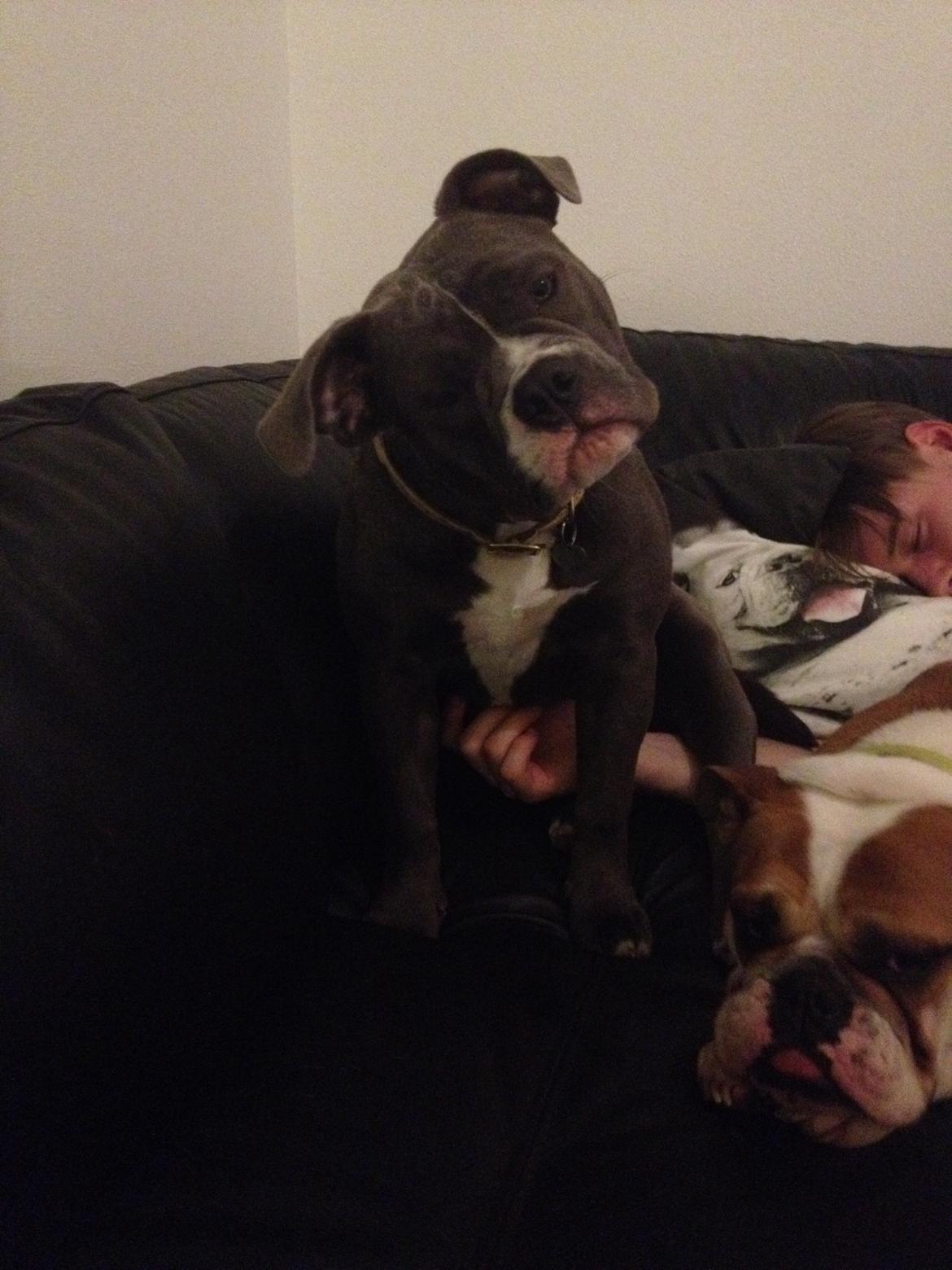 Olde english bulldogge GroovyBulls Marylin Monroe (Amiee) billede 13