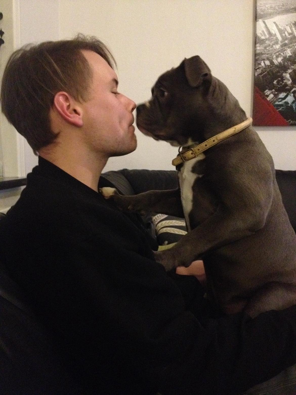 Olde english bulldogge GroovyBulls Marylin Monroe (Amiee) billede 14