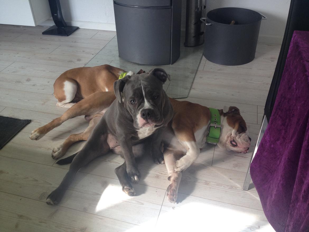 Olde english bulldogge GroovyBulls Marylin Monroe (Amiee) billede 16