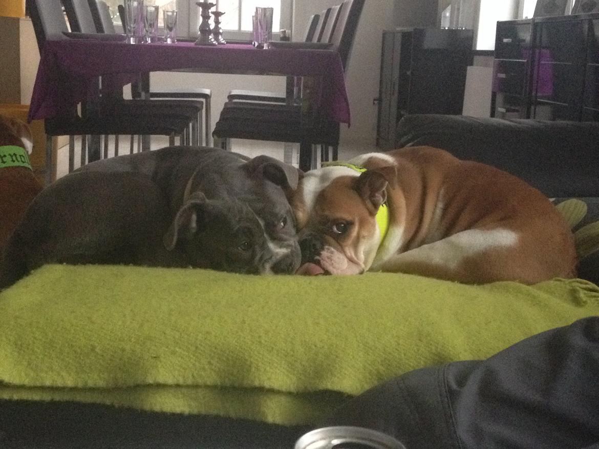 Blanding af racer William billede 36