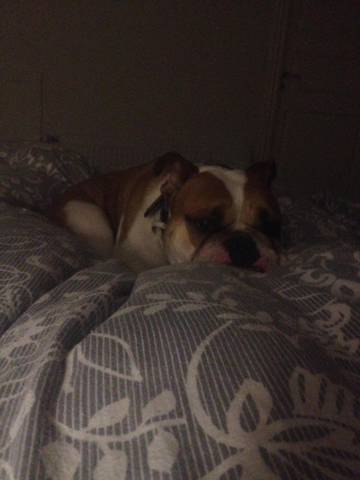 Blanding af racer William billede 37