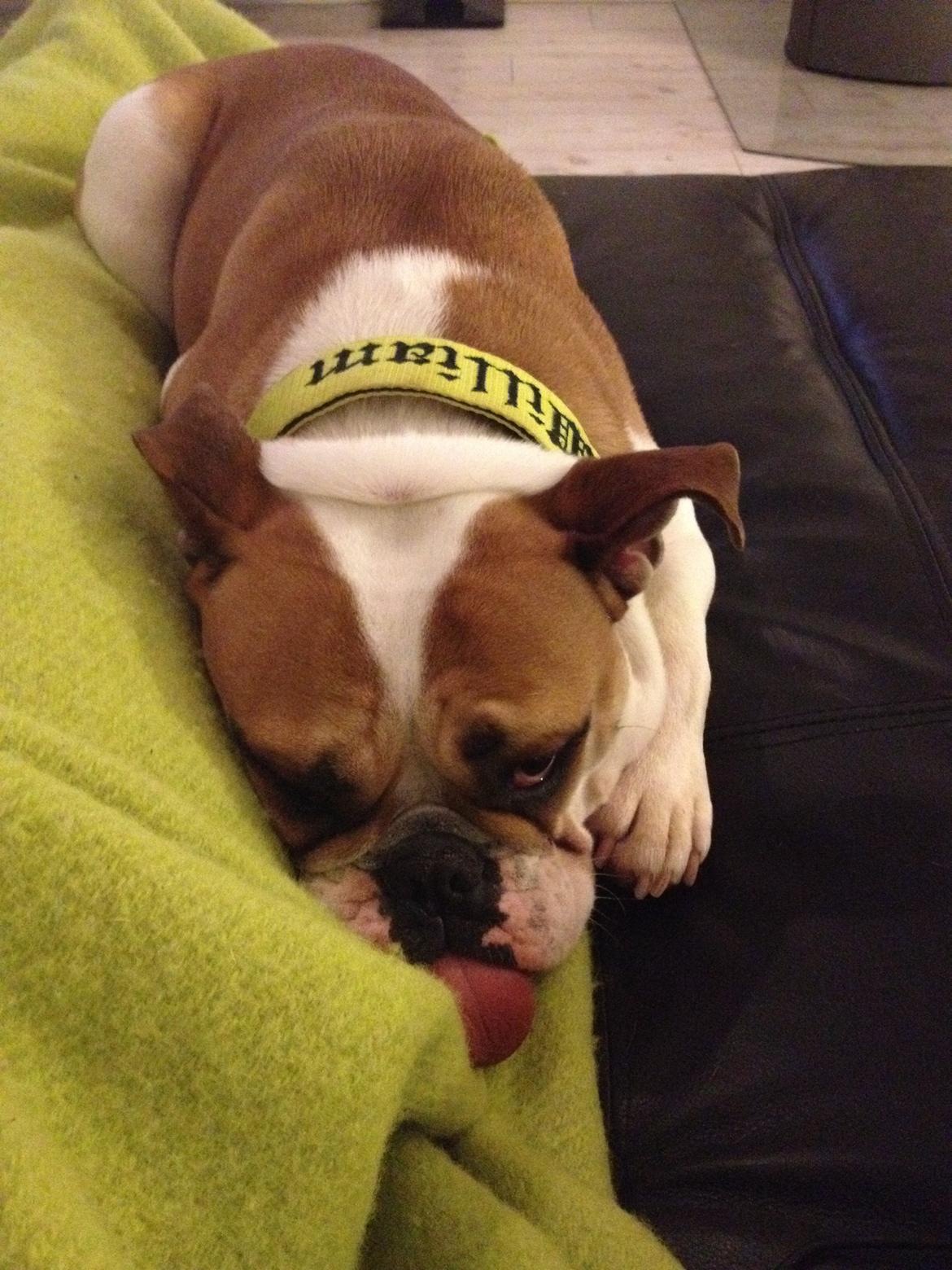 Blanding af racer William billede 38