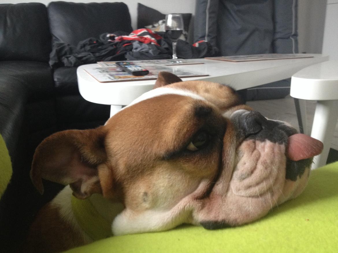 Blanding af racer William billede 40