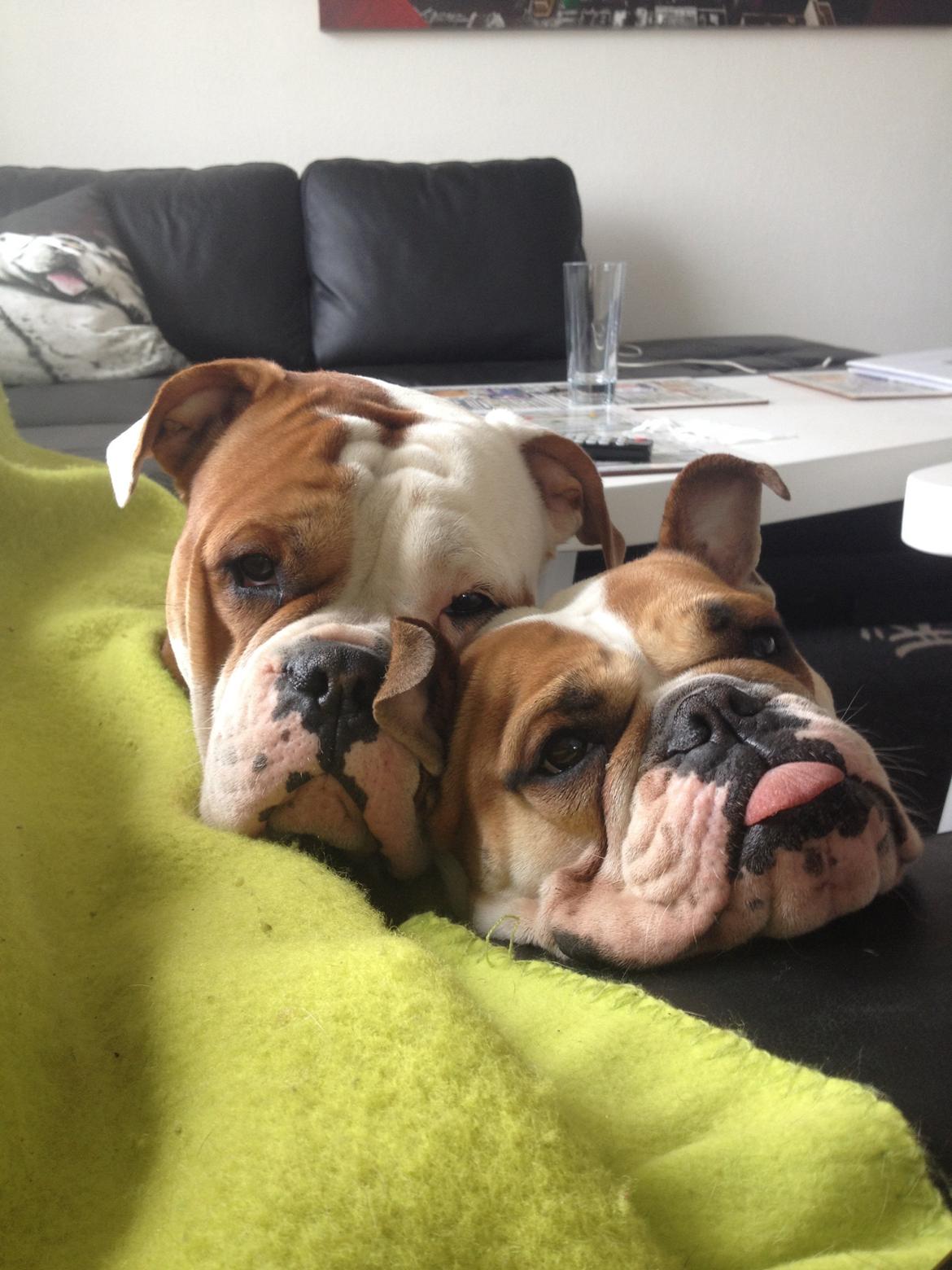 Blanding af racer William billede 41