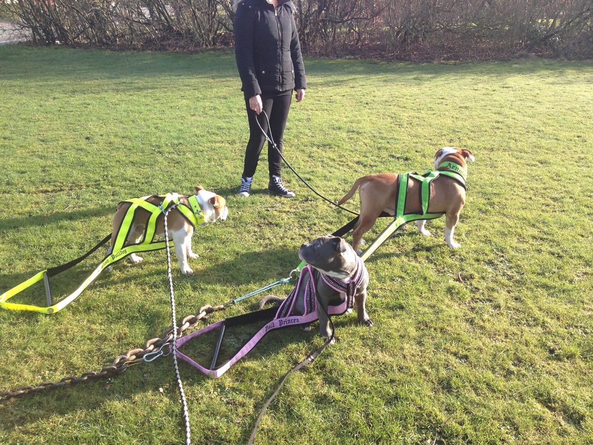 Blanding af racer William billede 42