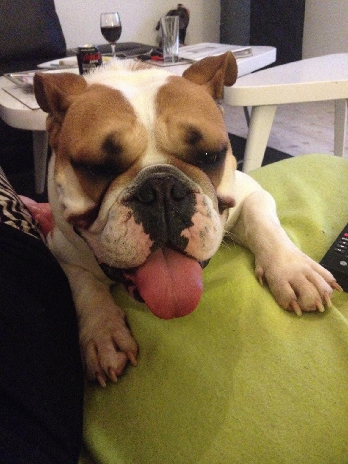 Blanding af racer William billede 43