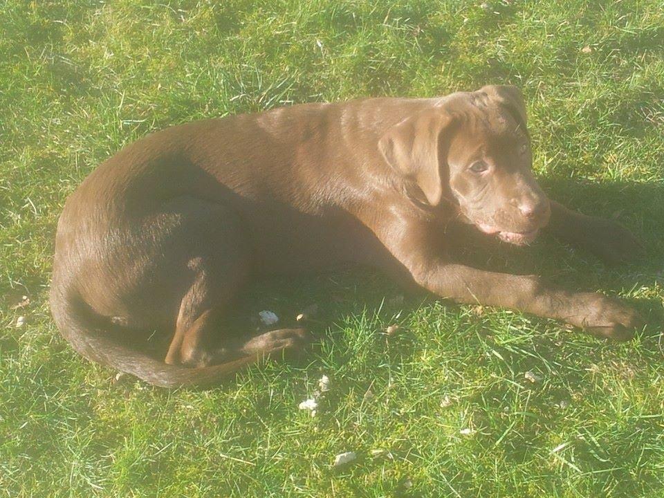 Blanding af racer Fonzo billede 2