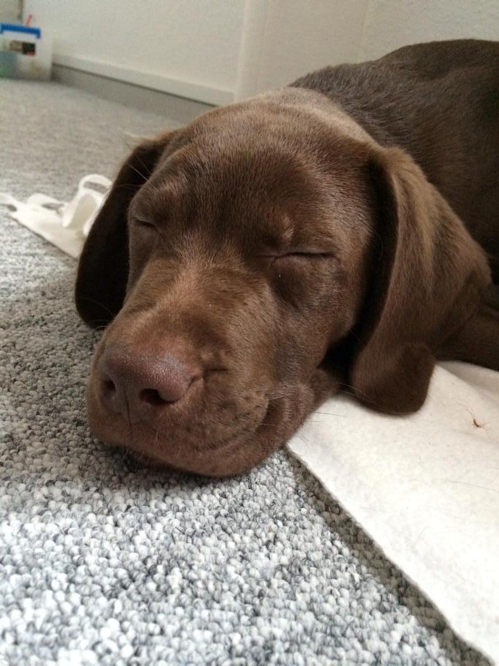 Blanding af racer Fonzo billede 3