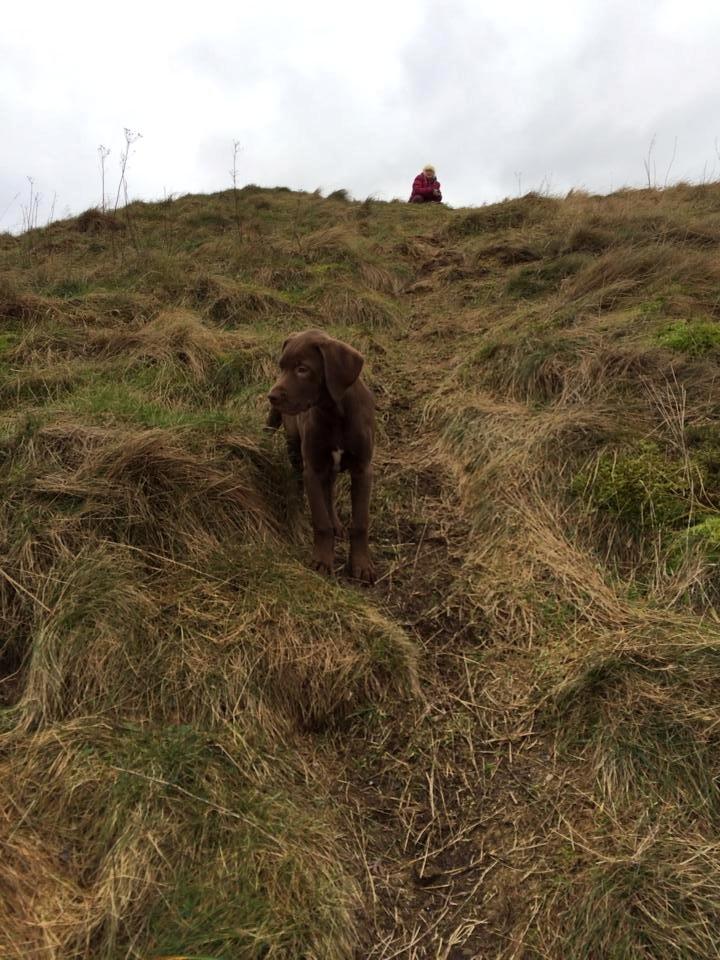 Blanding af racer Fonzo billede 5