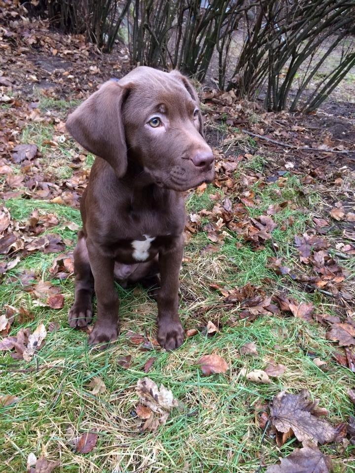 Blanding af racer Fonzo billede 6