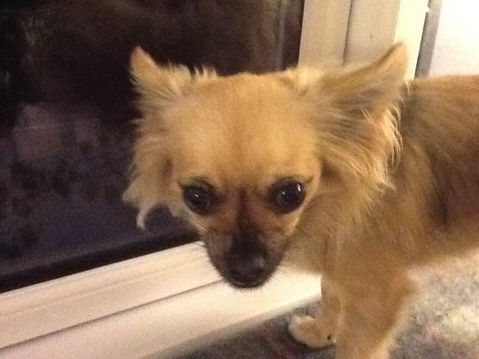 Chihuahua Chico billede 30