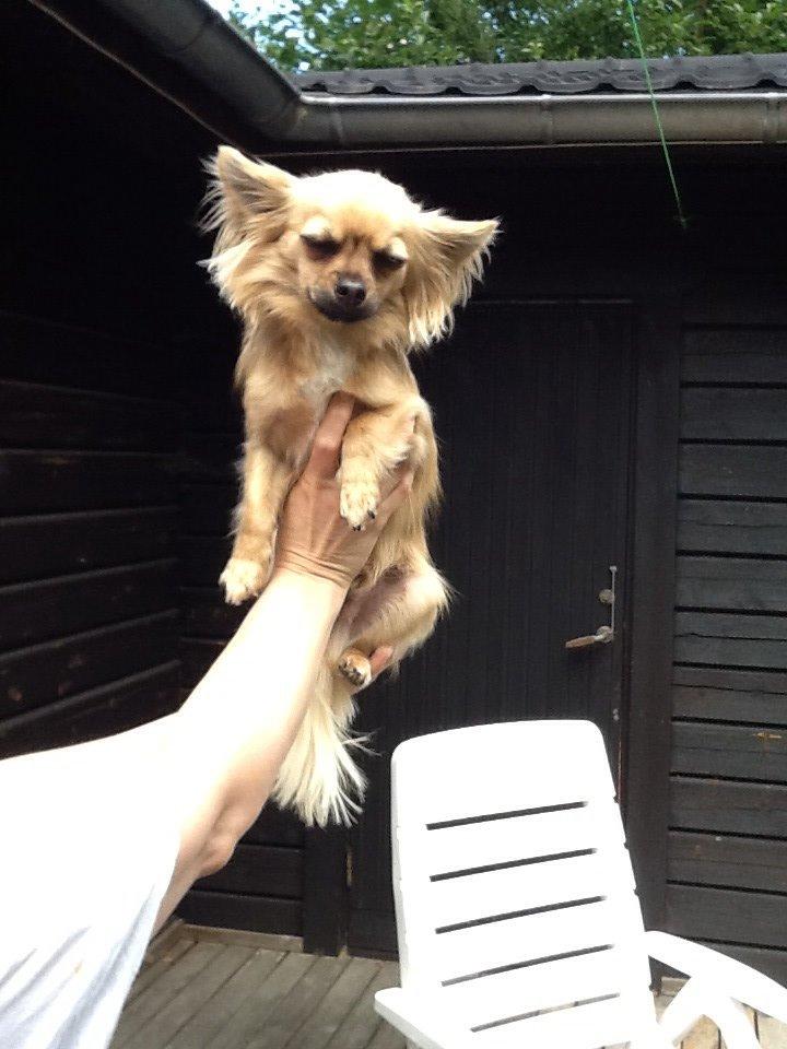 Chihuahua Chico billede 29