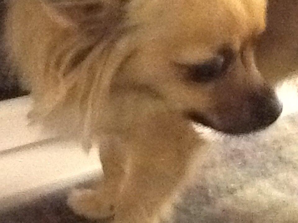 Chihuahua Chico billede 31